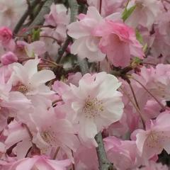 春のトーク