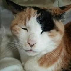 (^-^ゞmiro433