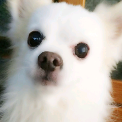 くるぽん 仲良くしてね(o´ｴ｀o)