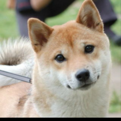 がま