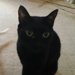 ふじっこのアルバム