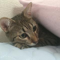 ダークフレイムマスター