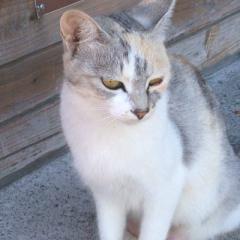 rinrin