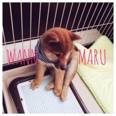 さくらいけーと