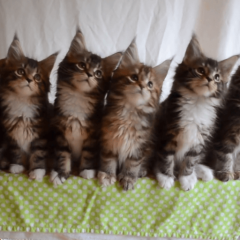 猫好きなひときてー★にゃーにゃー