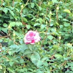 暇人きてね(´ー｀)