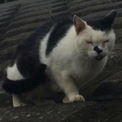 みんなでおしゃべりー(￣Д￣)ﾉ