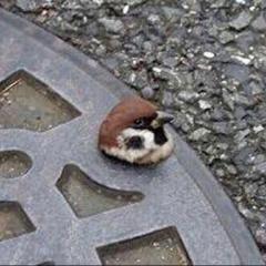 スズメ