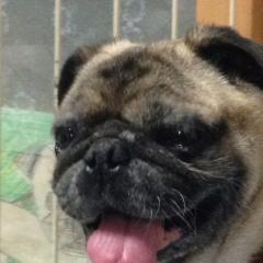 パグのぷうのトーク