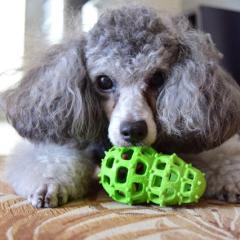 たしろの日常など