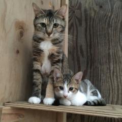 (≡'・'≡)ﾆｬﾝ