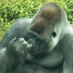 これまだやってるん？みんな