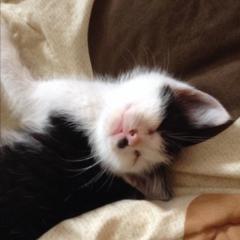 ネム猫