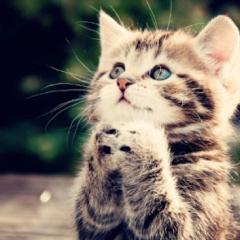 動物好き集まれ！
