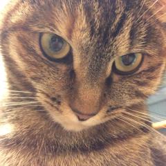 わいず（やすゆき）