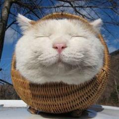 のんびり痩せよう