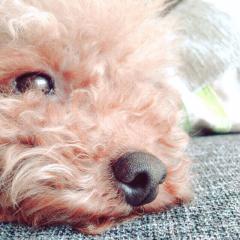 にいなとノンのトーーーク٩( 'ω' )و