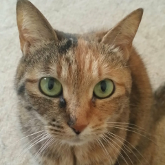 ふじっこのトーク　松村香織神推し