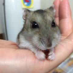 ねずみのトーク