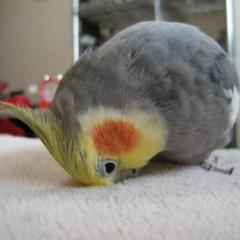 Satoru Pのトーク