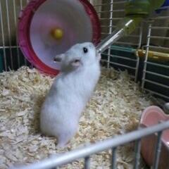 ぽっちゃりはんぴの人妻トーク