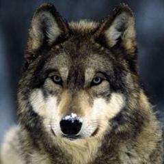 人狼ゲームメンバー募集