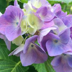 とっつートーク