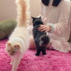 りんりん