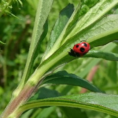 の〜んびりワイワイ！トークルーム(๑´ㅂ`๑)♡*.+゜