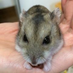 ねずみ