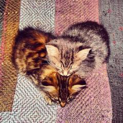 あかりんのトーク