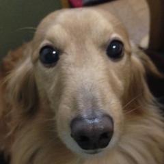 ハッピーモッピー