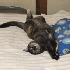 動物にも語るトーク