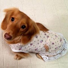 かぶとむしはじめ