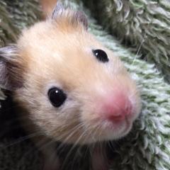 ハムスターを愛でる会