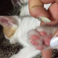 ひまきんぐ(やこ推し)