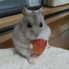 ハムスター大好きな人!きて~♪