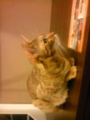 キャップのトーク