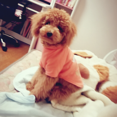 らいむlove