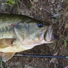 バス釣り好きあつまれー。