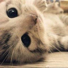 ちぃ。のトーク