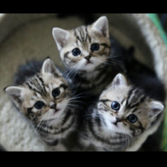 動物好きな人お話ししましょ♪