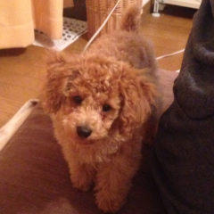 犬好きな人来てー 特にトイプー好きさん