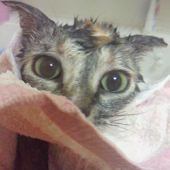 猫汁