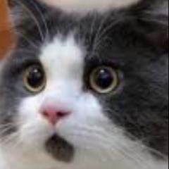 ねこが好きな人どんどん来て下さいね‼️