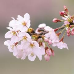 まあchinのトーク