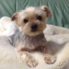 犬が大好き