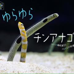 帰ってきたちんあなご
