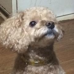ろん