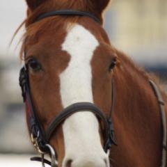 うまちゃんのSMAPトーク